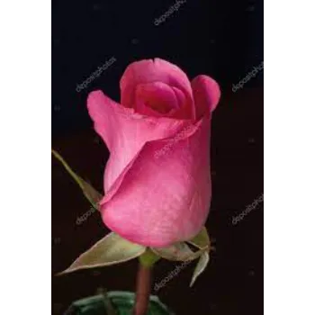 Natural Pink Rose